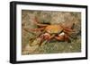 Sally Lightfoot Crab-DLILLC-Framed Photographic Print