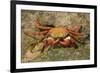 Sally Lightfoot Crab-DLILLC-Framed Photographic Print