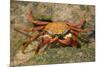 Sally Lightfoot Crab-DLILLC-Mounted Photographic Print