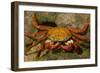 Sally Lightfoot Crab-DLILLC-Framed Photographic Print