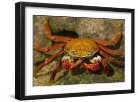 Sally Lightfoot Crab-DLILLC-Framed Photographic Print