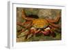 Sally Lightfoot Crab-DLILLC-Framed Photographic Print