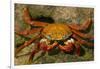 Sally Lightfoot Crab-DLILLC-Framed Photographic Print