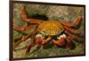 Sally Lightfoot Crab-DLILLC-Framed Photographic Print