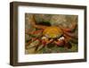 Sally Lightfoot Crab-DLILLC-Framed Photographic Print