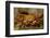 Sally Lightfoot Crab-DLILLC-Framed Photographic Print