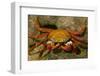 Sally Lightfoot Crab-DLILLC-Framed Photographic Print