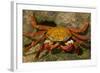 Sally Lightfoot Crab-DLILLC-Framed Photographic Print