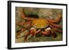 Sally Lightfoot Crab-DLILLC-Framed Photographic Print