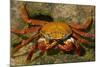 Sally Lightfoot Crab-DLILLC-Mounted Photographic Print