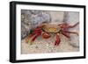 Sally Lightfoot Crab-DLILLC-Framed Photographic Print