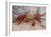 Sally Lightfoot Crab-DLILLC-Framed Photographic Print