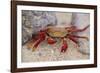 Sally Lightfoot Crab-DLILLC-Framed Photographic Print