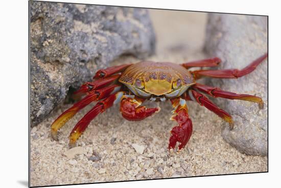 Sally Lightfoot Crab-DLILLC-Mounted Photographic Print