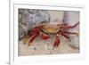 Sally Lightfoot Crab-DLILLC-Framed Photographic Print