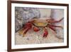 Sally Lightfoot Crab-DLILLC-Framed Photographic Print