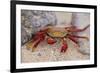 Sally Lightfoot Crab-DLILLC-Framed Photographic Print