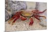 Sally Lightfoot Crab-DLILLC-Mounted Photographic Print