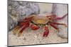 Sally Lightfoot Crab-DLILLC-Mounted Photographic Print