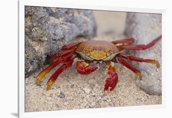 Sally Lightfoot Crab-DLILLC-Framed Photographic Print