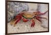 Sally Lightfoot Crab-DLILLC-Framed Photographic Print