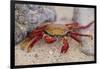 Sally Lightfoot Crab-DLILLC-Framed Photographic Print