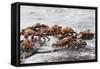 Sally Lightfoot Crabs Marching Together-DLILLC-Framed Stretched Canvas