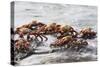 Sally Lightfoot Crabs Marching Together-DLILLC-Stretched Canvas