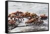 Sally Lightfoot Crabs Marching Together-DLILLC-Framed Stretched Canvas