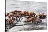 Sally Lightfoot Crabs Marching Together-DLILLC-Stretched Canvas