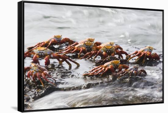 Sally Lightfoot Crabs Marching Together-DLILLC-Framed Stretched Canvas