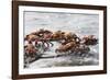 Sally Lightfoot Crabs Marching Together-DLILLC-Framed Photographic Print