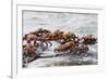 Sally Lightfoot Crabs Marching Together-DLILLC-Framed Photographic Print