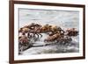 Sally Lightfoot Crabs Marching Together-DLILLC-Framed Photographic Print