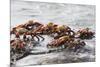 Sally Lightfoot Crabs Marching Together-DLILLC-Mounted Photographic Print