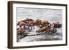 Sally Lightfoot Crabs Marching Together-DLILLC-Framed Photographic Print