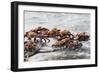 Sally Lightfoot Crabs Marching Together-DLILLC-Framed Photographic Print