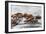 Sally Lightfoot Crabs Marching Together-DLILLC-Framed Photographic Print