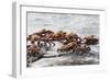 Sally Lightfoot Crabs Marching Together-DLILLC-Framed Photographic Print