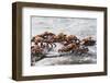 Sally Lightfoot Crabs Marching Together-DLILLC-Framed Photographic Print