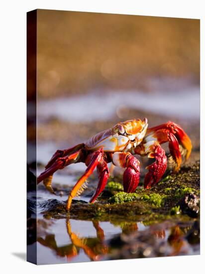 Sally Lightfoot Crabs, Puerto Egas, Galapagos Islands National Park, Ecuador-Stuart Westmoreland-Stretched Canvas