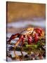 Sally Lightfoot Crabs, Puerto Egas, Galapagos Islands National Park, Ecuador-Stuart Westmoreland-Stretched Canvas