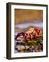 Sally Lightfoot Crabs, Puerto Egas, Galapagos Islands National Park, Ecuador-Stuart Westmoreland-Framed Photographic Print