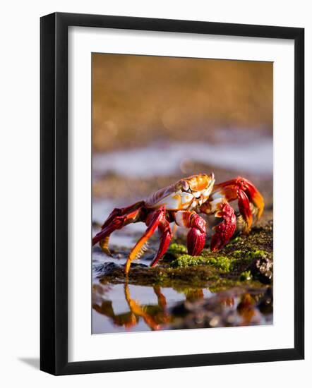 Sally Lightfoot Crabs, Puerto Egas, Galapagos Islands National Park, Ecuador-Stuart Westmoreland-Framed Photographic Print