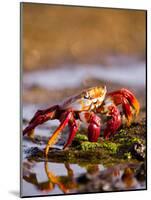 Sally Lightfoot Crabs, Puerto Egas, Galapagos Islands National Park, Ecuador-Stuart Westmoreland-Mounted Photographic Print