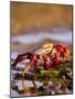 Sally Lightfoot Crabs, Puerto Egas, Galapagos Islands National Park, Ecuador-Stuart Westmoreland-Mounted Photographic Print