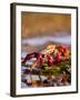 Sally Lightfoot Crabs, Puerto Egas, Galapagos Islands National Park, Ecuador-Stuart Westmoreland-Framed Photographic Print