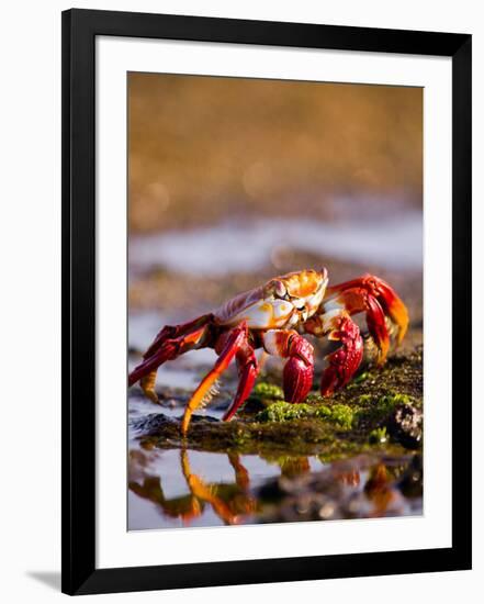 Sally Lightfoot Crabs, Puerto Egas, Galapagos Islands National Park, Ecuador-Stuart Westmoreland-Framed Photographic Print