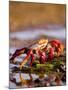 Sally Lightfoot Crabs, Puerto Egas, Galapagos Islands National Park, Ecuador-Stuart Westmoreland-Mounted Photographic Print