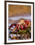 Sally Lightfoot Crabs, Puerto Egas, Galapagos Islands National Park, Ecuador-Stuart Westmoreland-Framed Photographic Print